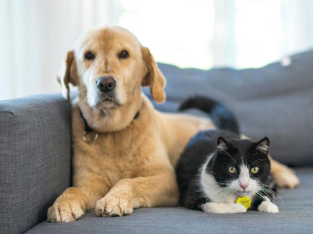 Quais são os benefícios e vantagens de utilizar a homeopatia para o tratamento de animais?