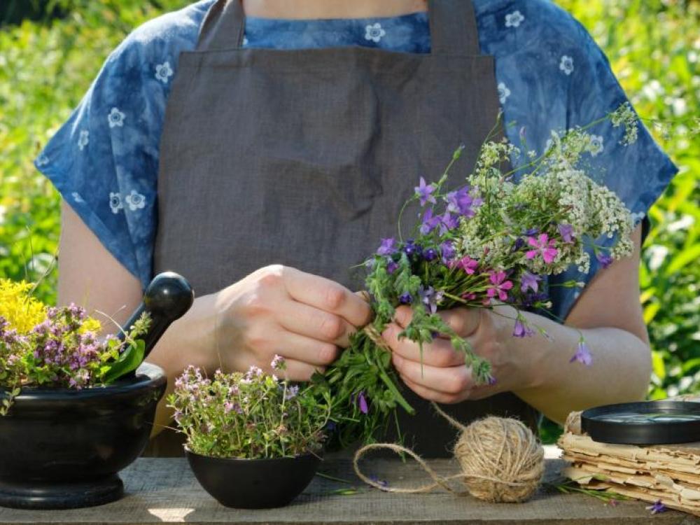 Plantas Medicinais: para que servem e como usá-las de forma terapêutica para a cura natural
